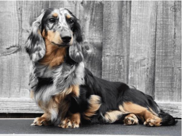 The Long-Haired Dachshund